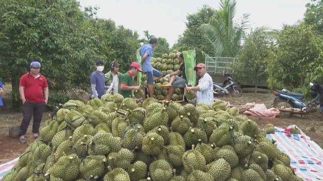 Bộ Nông nghiệp và Môi trường tổng kết ngành năm 2025 và định hướng năm 2026 - Ảnh 2.