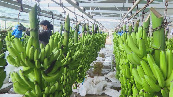 Bộ Nông nghiệp và Môi trường tổng kết ngành năm 2025 và định hướng năm 2026 - Ảnh 3.