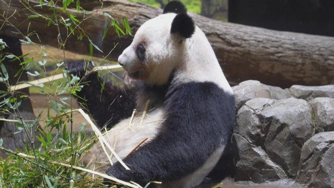 Trung Quốc cho hồi hương hai gấu trúc sau căng thẳng với Nhật Bản - Ảnh 4.