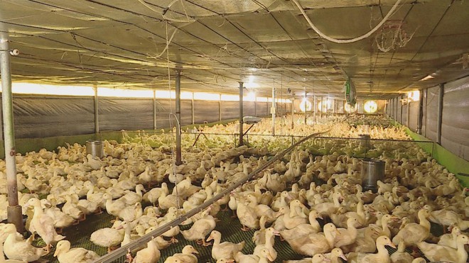 HIỆU QUẢ TỪ ỨNG DỤNG CÔNG NGHỆ CAO VÀO CHĂN NUÔI - Ảnh 1.