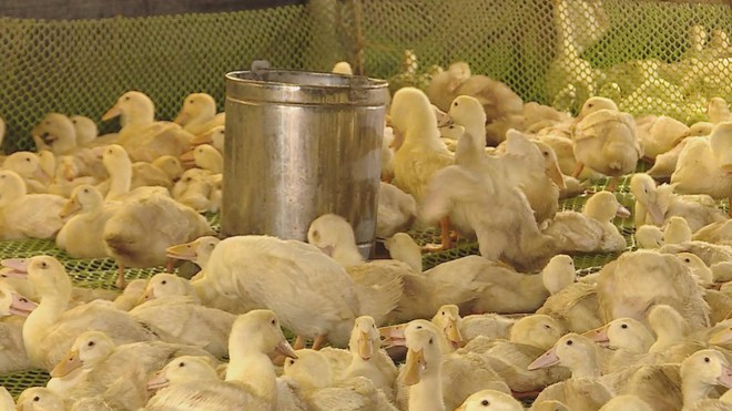 HIỆU QUẢ TỪ ỨNG DỤNG CÔNG NGHỆ CAO VÀO CHĂN NUÔI - Ảnh 3.