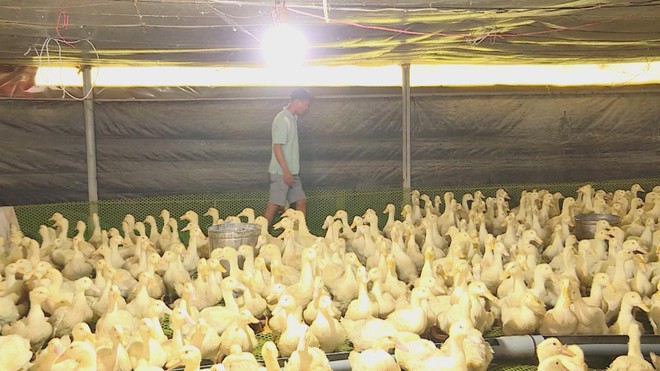 HIỆU QUẢ TỪ ỨNG DỤNG CÔNG NGHỆ CAO VÀO CHĂN NUÔI - Ảnh 4.