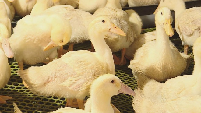 HIỆU QUẢ TỪ ỨNG DỤNG CÔNG NGHỆ CAO VÀO CHĂN NUÔI - Ảnh 2.