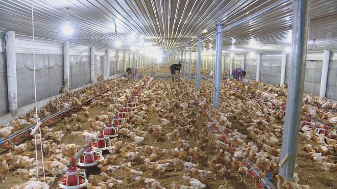 HIỆU QUẢ TỪ ỨNG DỤNG CÔNG NGHỆ CAO VÀO CHĂN NUÔI - Ảnh 7.