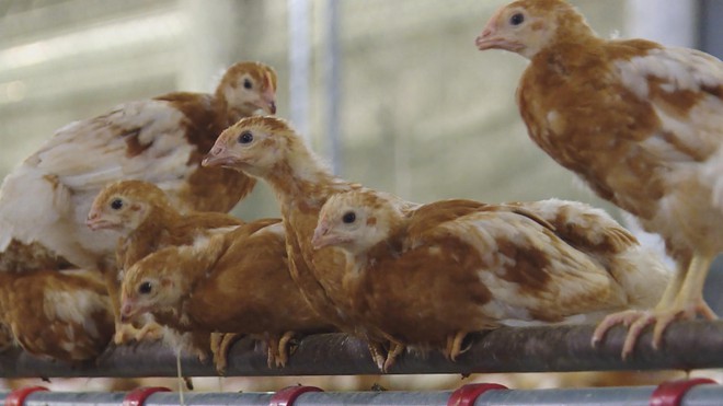 HIỆU QUẢ TỪ ỨNG DỤNG CÔNG NGHỆ CAO VÀO CHĂN NUÔI - Ảnh 8.