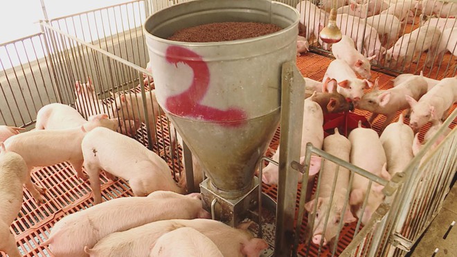 HIỆU QUẢ TỪ ỨNG DỤNG CÔNG NGHỆ CAO VÀO CHĂN NUÔI - Ảnh 6.