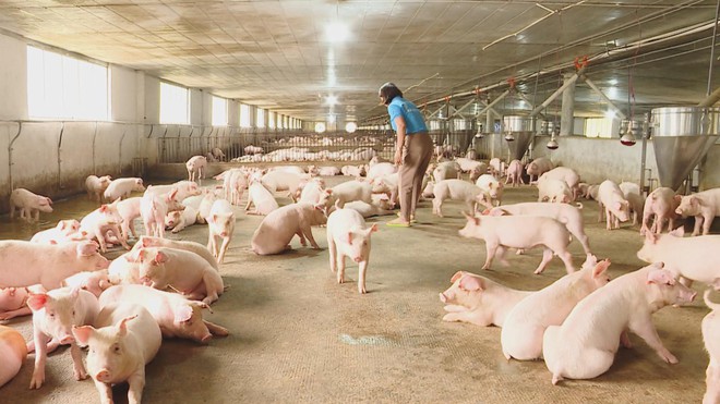 HIỆU QUẢ TỪ ỨNG DỤNG CÔNG NGHỆ CAO VÀO CHĂN NUÔI - Ảnh 5.