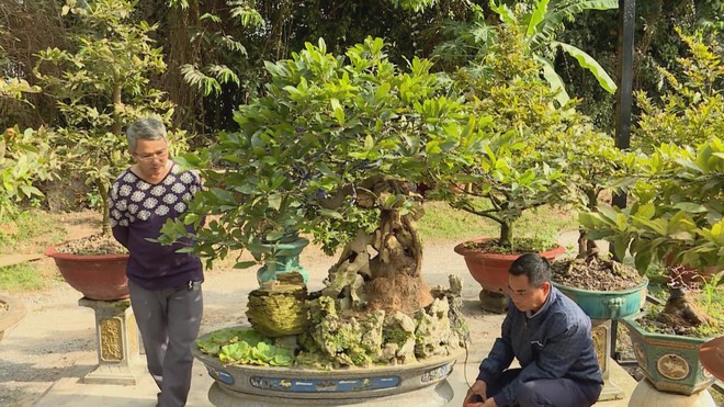 Thị trường mai Tết 2026: Nhà vườn chuyển hướng sang phân khúc giá trị cao - Ảnh 2.