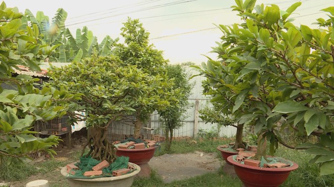 Thị trường mai Tết 2026: Nhà vườn chuyển hướng sang phân khúc giá trị cao - Ảnh 1.