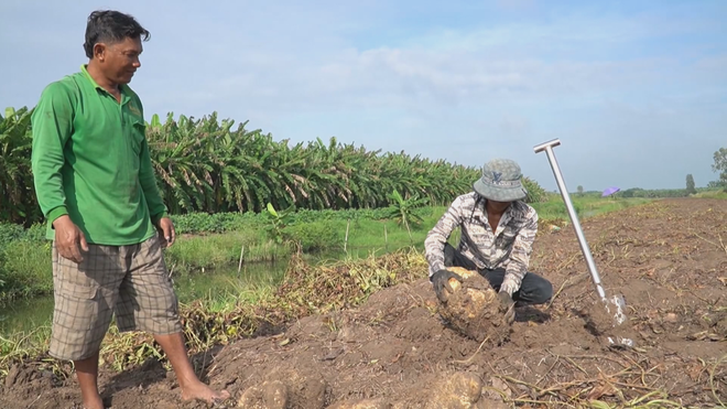 60 Giây ngày 29/1/2026 | An Giang: Nông dân trồng khoai mỡ lãi cao nhờ được bao tiêu đầu ra- Ảnh 1.