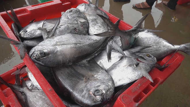 60 Giây ngày 29/1/2026 | An Giang: Nông dân trồng khoai mỡ lãi cao nhờ được bao tiêu đầu ra- Ảnh 4.