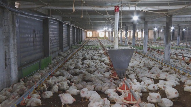 Ngành chăn nuôi ứng dụng công nghệ cao vào sản xuất - Ảnh 2.