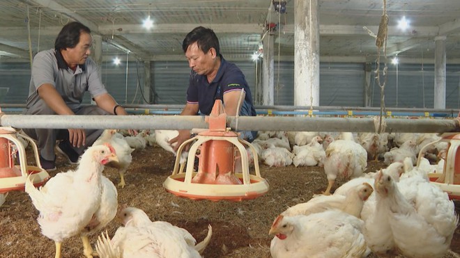 Ngành chăn nuôi ứng dụng công nghệ cao vào sản xuất - Ảnh 3.