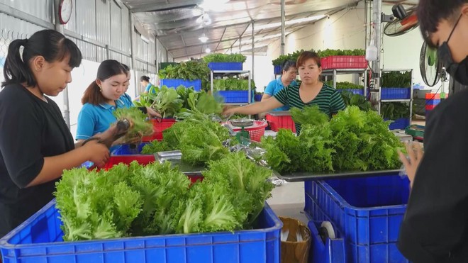 Đảm bảo nguồn cung rau dịp Tết - Ảnh 3.