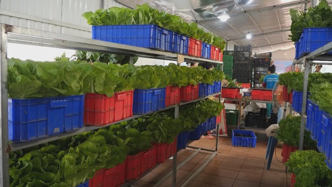 Đảm bảo nguồn cung rau dịp Tết - Ảnh 4.