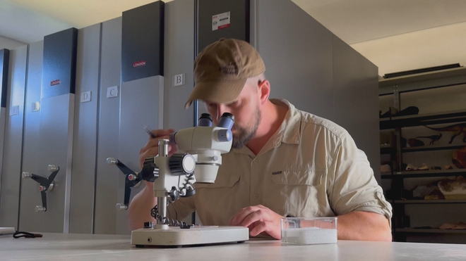 Brazil: Phát hiện hộp sọ hóa thạch bò sát tí hon - Ảnh 2.