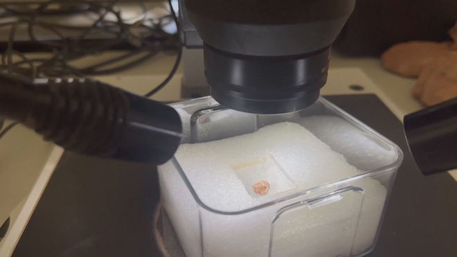 Brazil: Phát hiện hộp sọ hóa thạch bò sát tí hon - Ảnh 3.