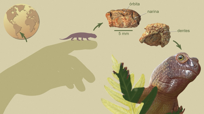 Brazil: Phát hiện hộp sọ hóa thạch bò sát tí hon - Ảnh 5.