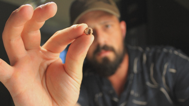 Brazil: Phát hiện hộp sọ hóa thạch bò sát tí hon - Ảnh 6.