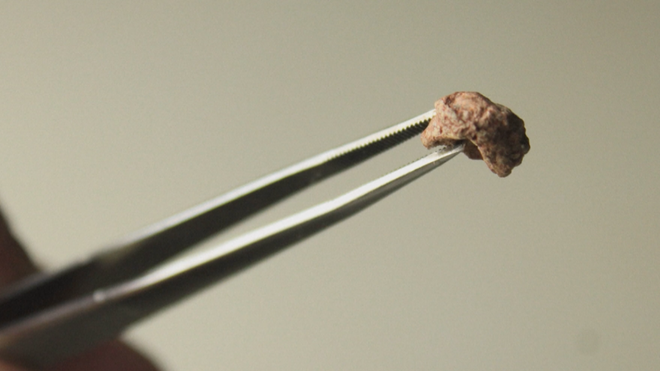 Brazil: Phát hiện hộp sọ hóa thạch bò sát tí hon - Ảnh 7.