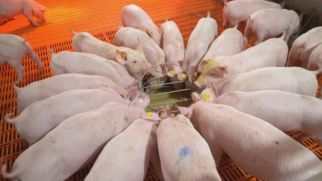 Cảnh báo: Đừng vội mua thịt trữ Tết nếu bạn chưa đọc bài viết này!  - Ảnh 2.