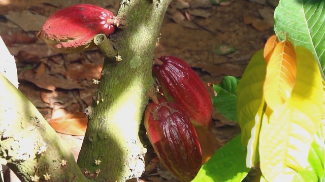 Doanh nghiệp chủ động chuyển đổi xanh, phát triển bền vững- Ảnh 2.