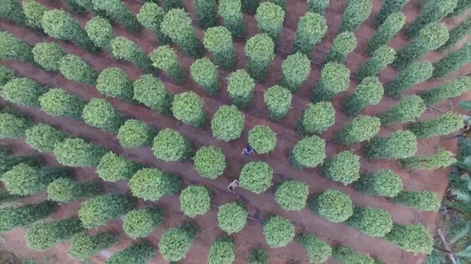 Doanh nghiệp chủ động chuyển đổi xanh, phát triển bền vững- Ảnh 1.