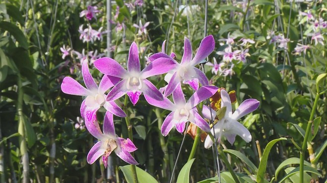 60 Giây ngày 4/1/2026 | TP. Hồ Chí Minh: Hơn 1.000 người đồng diễn nghệ thuật thư pháp - Ảnh 4.