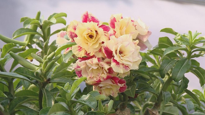 60 Giây ngày 4/1/2026 | TP. Hồ Chí Minh: Hơn 1.000 người đồng diễn nghệ thuật thư pháp - Ảnh 5.