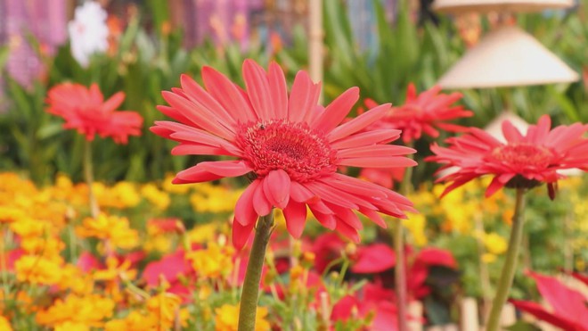 60 Giây ngày 7/1/2026 | Giới trẻ TP. Hồ Chí Minh háo hức đón tết sớm, check-in vườn hoa tết tại công viên Ba Son - Ảnh 1.