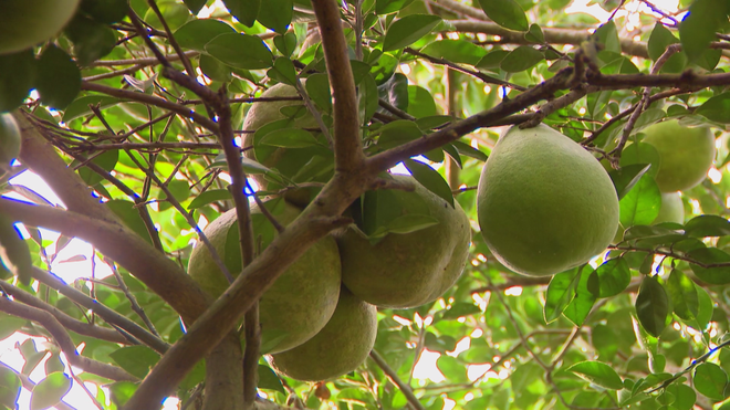 Bưởi Bạch Đằng sẵn sàng ra thị trường Tết - Ảnh 2.