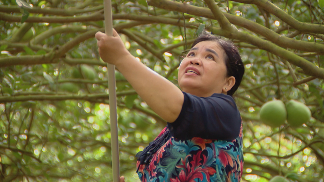 Bưởi Bạch Đằng sẵn sàng ra thị trường Tết - Ảnh 3.