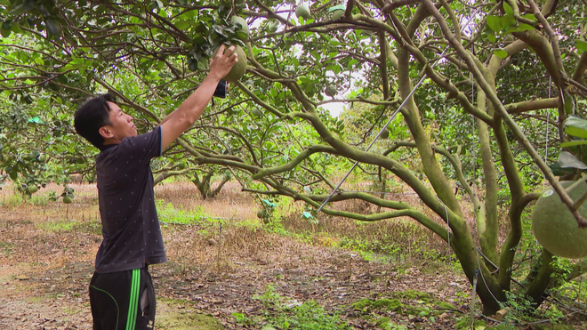 Bưởi Bạch Đằng sẵn sàng ra thị trường Tết - Ảnh 1.