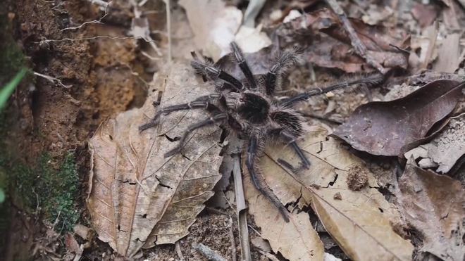 Những loài thực vật mới phát hiện trong năm 2025 - Ảnh 1.