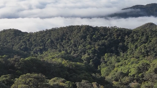 Những loài thực vật mới phát hiện trong năm 2025 - Ảnh 2.