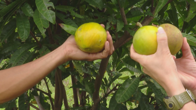 Du lịch canh nông tạo làn gió mới cho du lịch TP. Hồ Chí Minh- Ảnh 1. Du lịch canh nông tạo làn gió mới cho du lịch TP. Hồ Chí Minh- Ảnh 1.