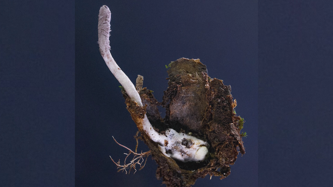 Những loài thực vật mới phát hiện trong năm 2025 - Ảnh 3.