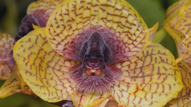 Những loài thực vật mới phát hiện trong năm 2025 - Ảnh 4.