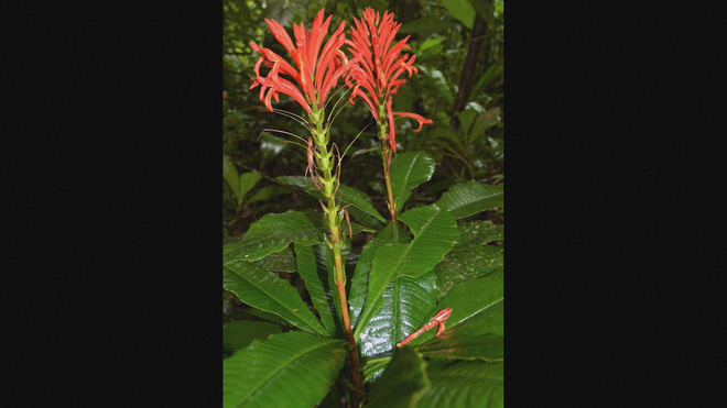 Những loài thực vật mới phát hiện trong năm 2025 - Ảnh 5.