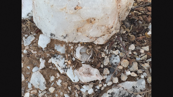 Những loài thực vật mới phát hiện trong năm 2025 - Ảnh 6.