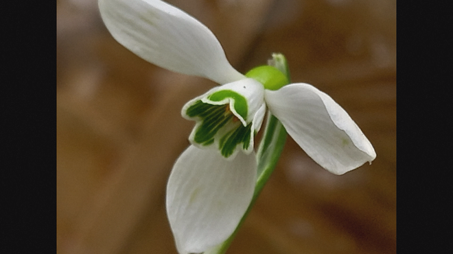 Những loài thực vật mới phát hiện trong năm 2025 - Ảnh 7.