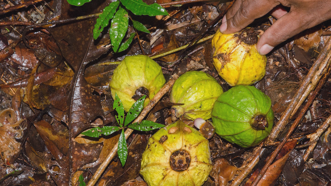 Những loài thực vật mới phát hiện trong năm 2025 - Ảnh 8.