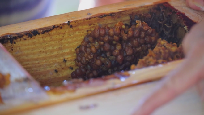 Du lịch canh nông tạo làn gió mới cho du lịch TP. Hồ Chí Minh- Ảnh 4. Du lịch canh nông tạo làn gió mới cho du lịch TP. Hồ Chí Minh- Ảnh 4.