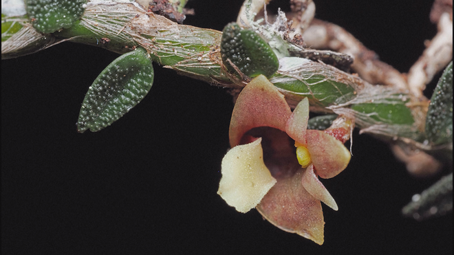 Những loài thực vật mới phát hiện trong năm 2025 - Ảnh 9.