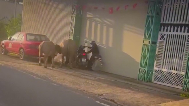 TP. Hồ Chí Minh: tóm gọn nghi phạm cướp tiệm vàng chỉ sau 40 phút | 60 Giây Sáng ngày 25/10/2026 - Ảnh 5.