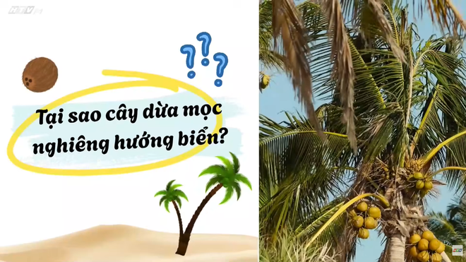 Góc nhỏ kỳ diệu - 15g ngày 13/10 trên HTV7 - Ảnh 1.