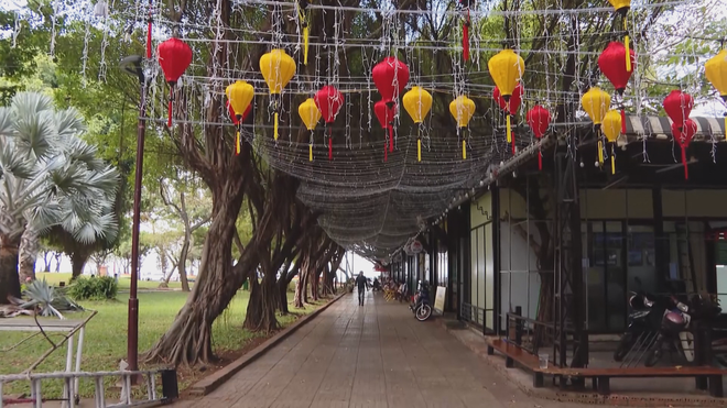 Vươn khơi - Ngày 1/2/2026 | Nông dân trồng mai bước vào thời điểm quan trọng nhất- Ảnh 4. Vươn khơi - Ngày 1/2/2026 | Nông dân trồng mai bước vào thời điểm quan trọng nhất- Ảnh 4.