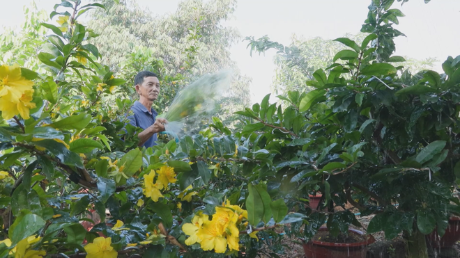 Vươn khơi - Ngày 1/2/2026 | Nông dân trồng mai bước vào thời điểm quan trọng nhất- Ảnh 3. Vươn khơi - Ngày 1/2/2026 | Nông dân trồng mai bước vào thời điểm quan trọng nhất- Ảnh 3.