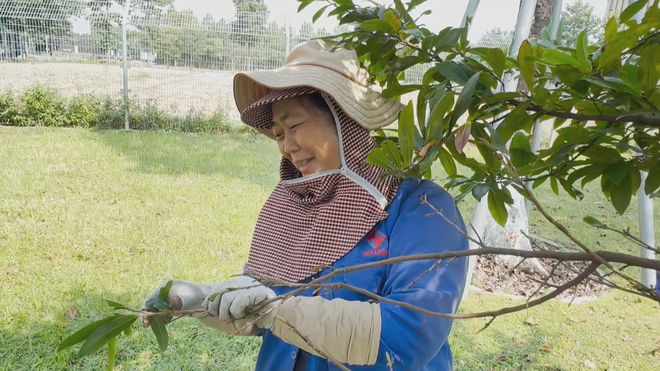 Vươn khơi - Ngày 1/2/2026 | Nông dân trồng mai bước vào thời điểm quan trọng nhất- Ảnh 1. Vươn khơi - Ngày 1/2/2026 | Nông dân trồng mai bước vào thời điểm quan trọng nhất- Ảnh 1.