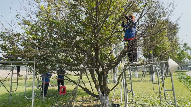 Vươn khơi - Ngày 1/2/2026 | Nông dân trồng mai bước vào thời điểm quan trọng nhất- Ảnh 2. Vươn khơi - Ngày 1/2/2026 | Nông dân trồng mai bước vào thời điểm quan trọng nhất- Ảnh 2.